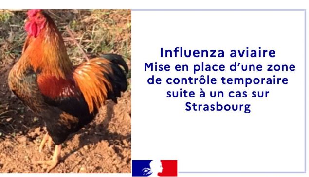 Influenza aviaire : zone de contrôle temporaire